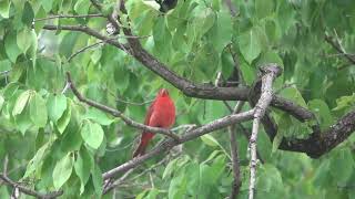 Summer Tanager1