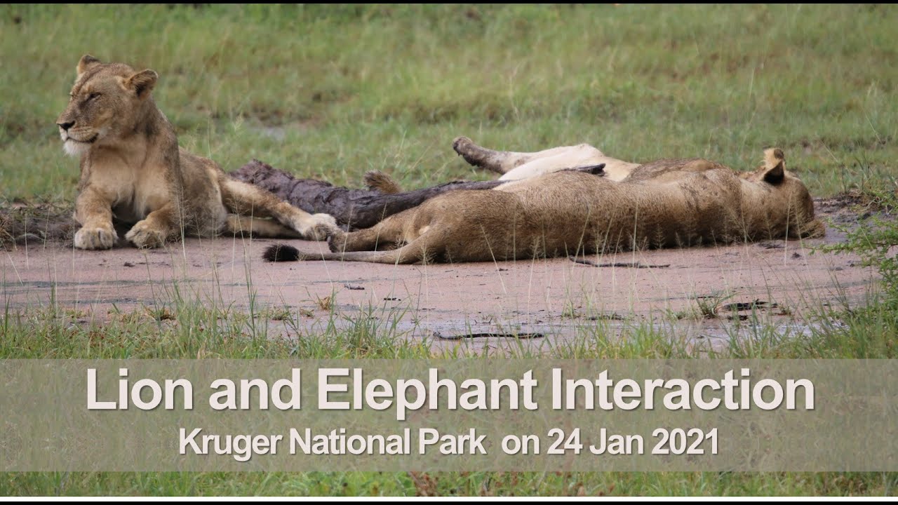 Lion Elephant Interaction in Kruger National Park Jan 2021