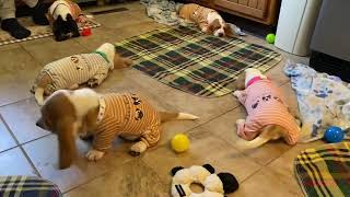 Pajama party fail or is it? by BassetBottomBassets European Basset Hound Puppies 639 views 1 year ago 1 minute, 59 seconds