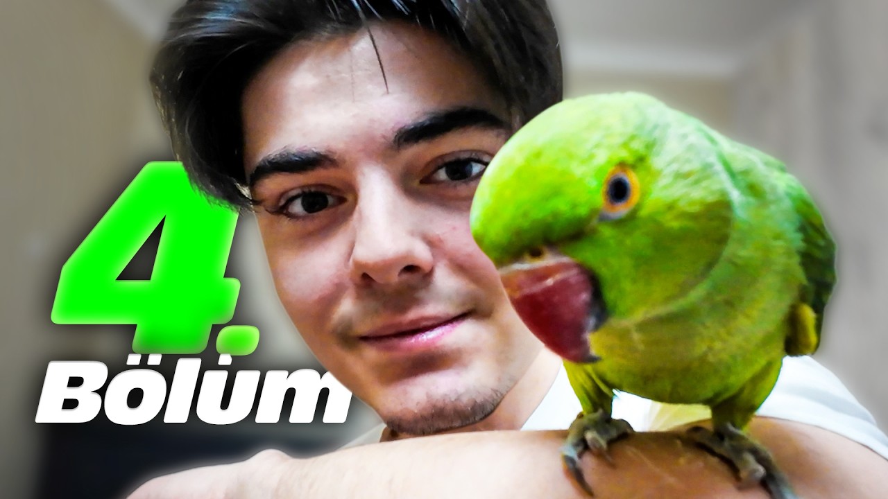EVCİLLEŞTİ - Vahşi Papağan Eğitiyoruz Bölüm 4 (FİNAL)