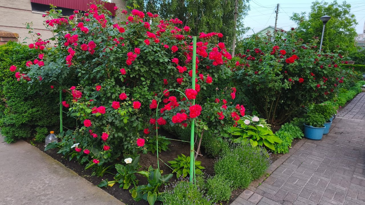 МАМИНІ КВІТИ🌹 || Розквіт троянд наприкінці червня — аромат, краса і спокій 🌿