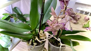 ЭТИ ОРХИДЕИ НУЖНО ПРАВИЛЬНО ПОЛИВАТЬ и можно не пересаживать /  корней у орхидеи НЕТ и желтит лист