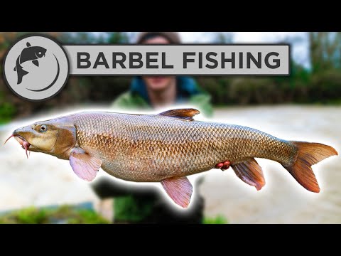 Video: Barbel (fish). Barbel: photo and description