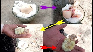 How to hatch eggs at home without incubator \/\/ amazing eggs hatching without incubator \/\/ Birds Zone