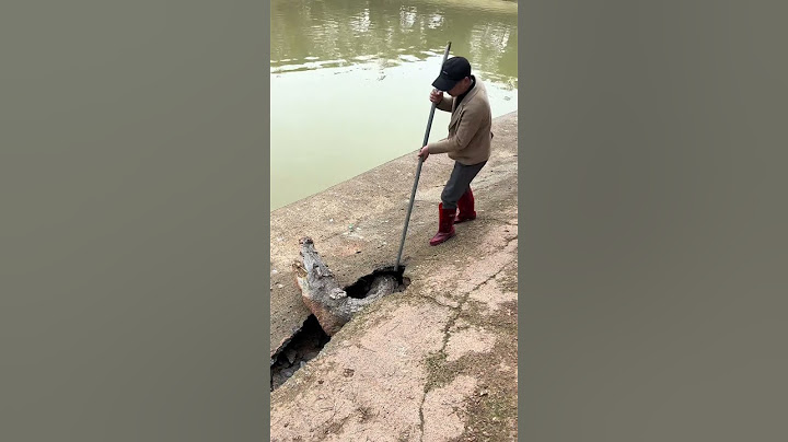 Este hombre salva la vida de un cocodrilo 👏