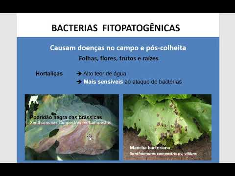 Vídeo: Interações De Micróbios Filamentosos Colonizadores De Raízes Benéficos E Prejudiciais Com Hospedeiros Vegetais