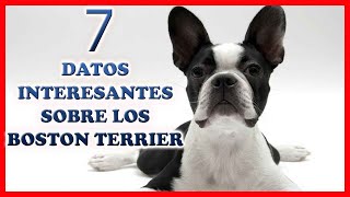 7 datos interesantes sobre los Boston Terrier– Top 7 Curiosidades del Boston Terrier