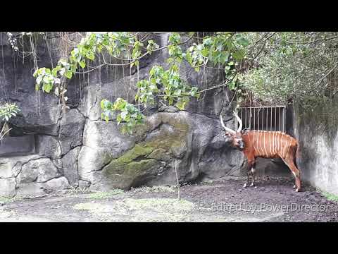 World S Largest Forest Antelope Bongo Antelope Tragelaphus Eurycerus 非洲森林羚羊 斑哥羚羊 紫羚 ボンゴアンテロープ Youtube