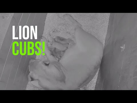 Video: Pet Scoop: Keturi liūtai, gimę Oregono zoologijos sode, Kalifornijos melsvieji banginiai