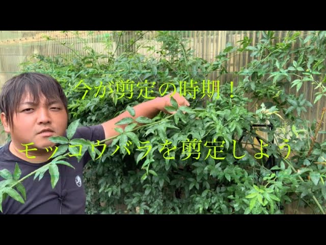 今が剪定時期 モッコウバラ Youtube