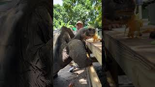 Celebrity This Giant Galapagos Tortoise 🐢 Did not feel like waiting for us to finish chopping his veggies🥕😆 Net Worth