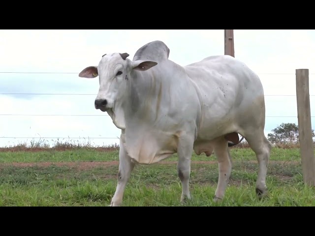 Lote 31   11º Leilão Fazenda Modelo