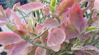 One Plant 3 seasons//Won't believe magic in Pedilanthus/Nagdon/Devil's Backbone 