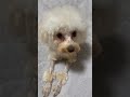 (マルプ~)ねむねむね~むい~😪 #マルプー#犬#愛犬#おすすめ#shorts