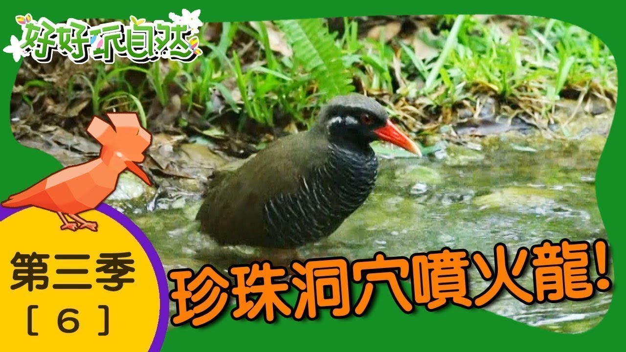 【好好玩自然】珍珠洞穴噴火龍！沖繩大澤蟹 鐘乳石珍珠田｜第6集_第三季｜日本沖繩｜柳丁哥哥 崇瑋老師｜生態探索｜YOYO