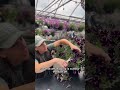 ✂️ Don't give up on your hanging baskets just because they're looking a little tired.