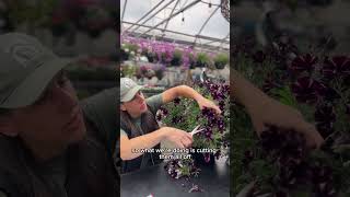 ✂️ Don't give up on your hanging baskets just because they're looking a little tired.