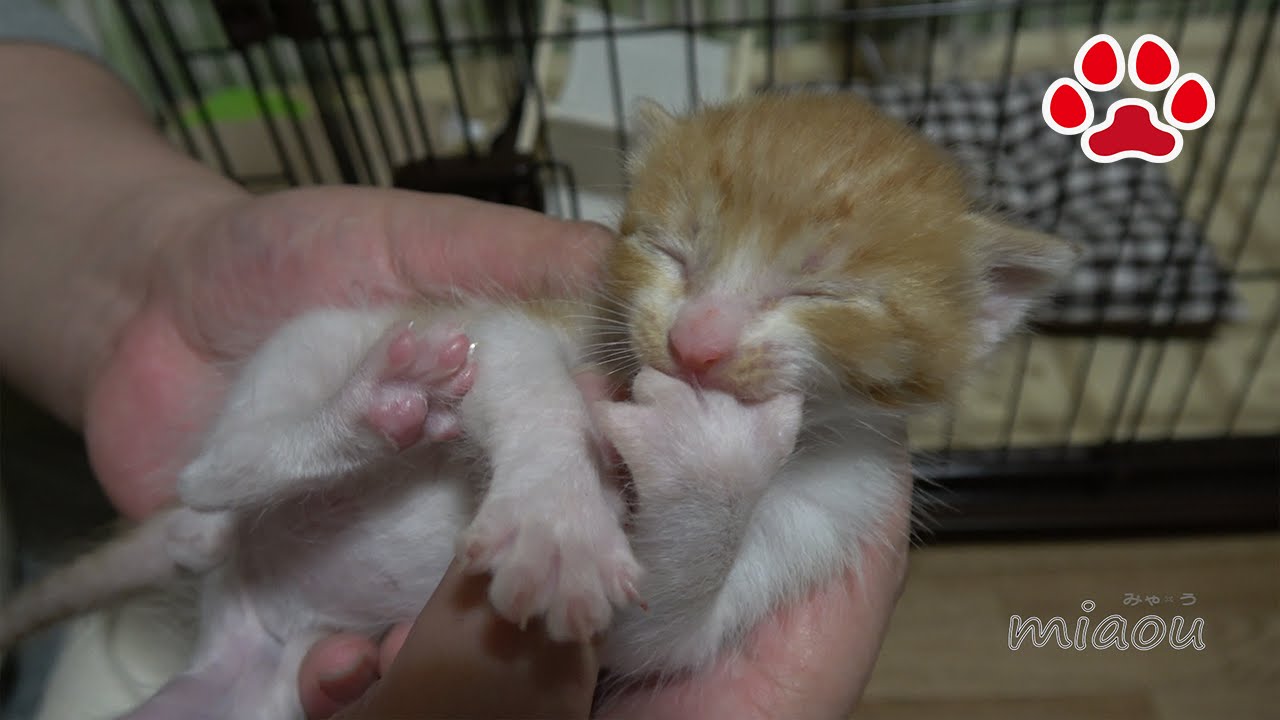 Котенок. Я спал с прикосновением к животу. Cute kitten Maya, this made him easily to fall asleep.