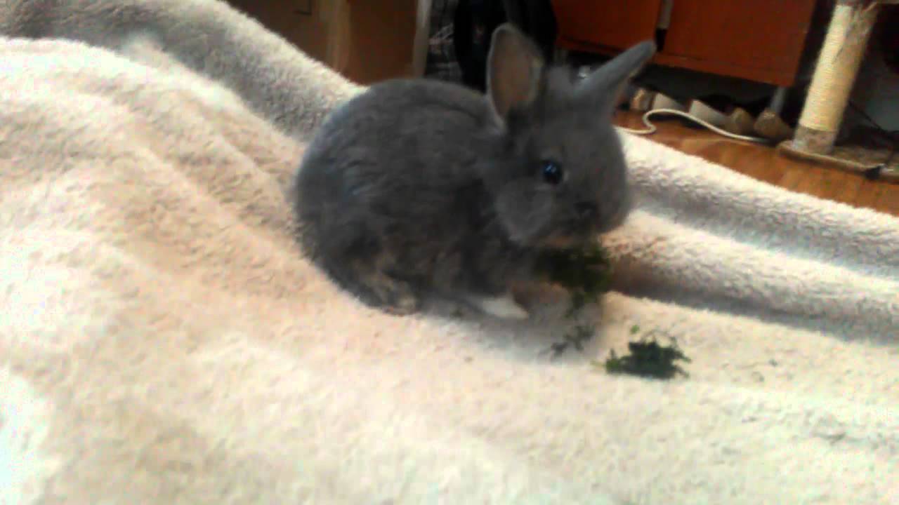 Cute baby bunny rabbit eating dill YouTube
