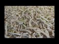 Harvesting Korean Cabbage | Sending to consumers