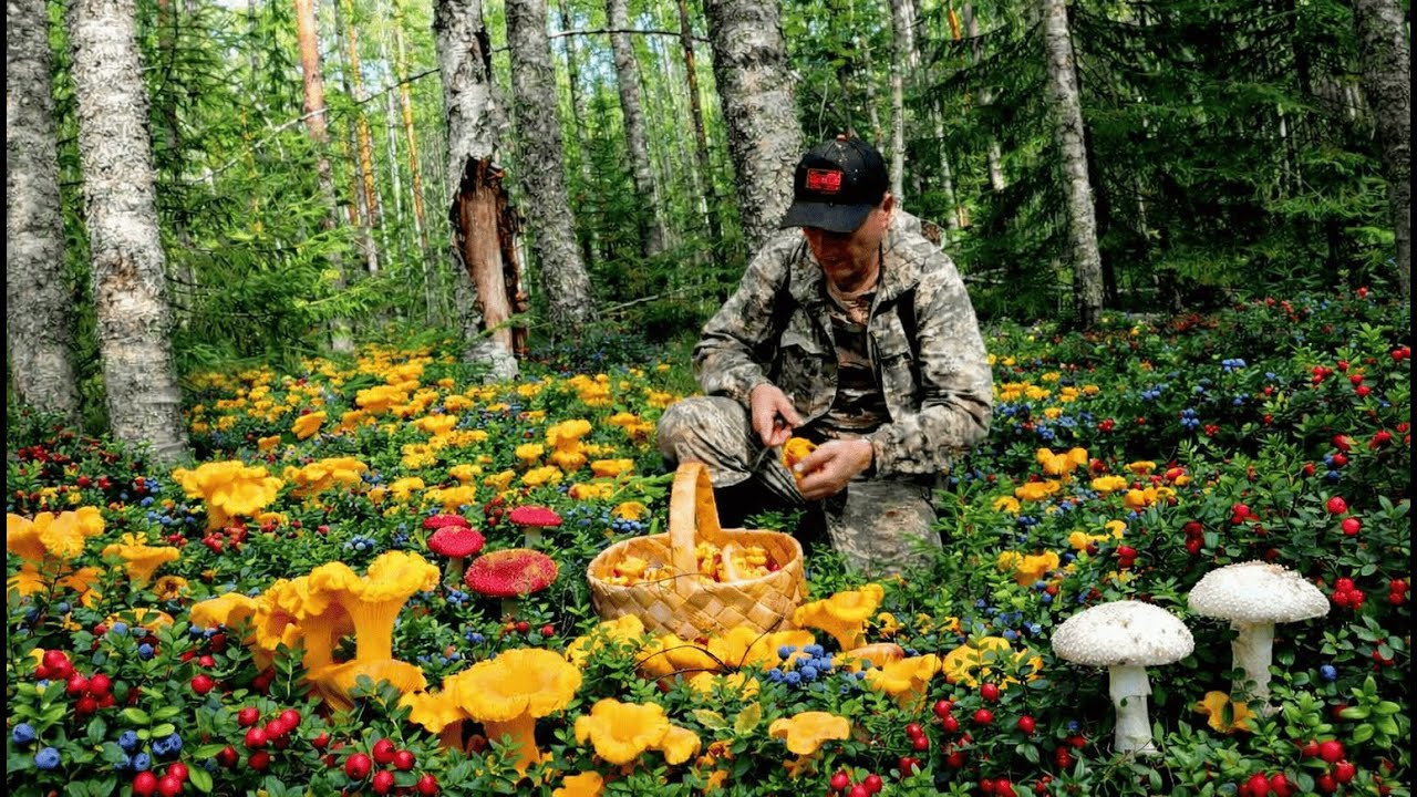 Мужчина зашел в ЧАЩУ такого не ожидал! Грибы полянами, лес нетронутый усеян грибами