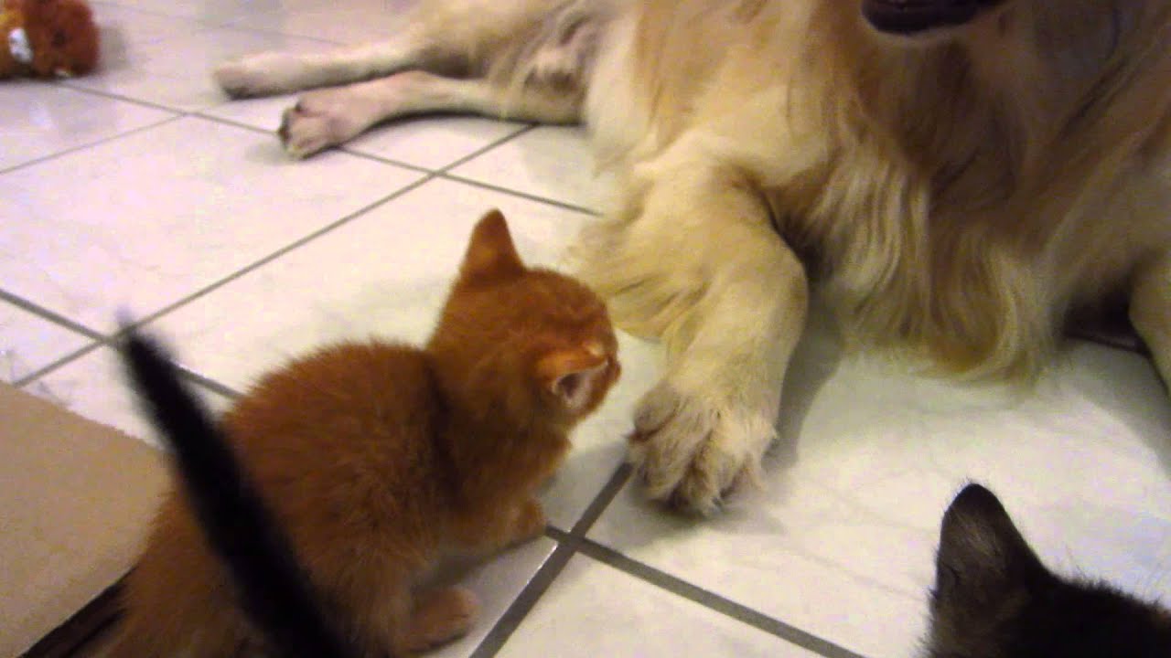 Cute Foster Kitten Sniffing Dog's Paw & Dog Smells Foster Kittens 3