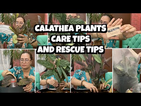 Video: Bakit Ang Dahon Ng Calathea Ay Tuyo? Ano Ang Gagawin Kung Ang Dahon Ng Calathea Ay Dilaw At Mabaluktot?