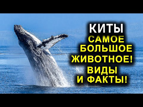 КИТЫ   САМОЕ БОЛЬШОЕ ЖИВОТНОЕ! ВИДЫ И ФАКТЫ!