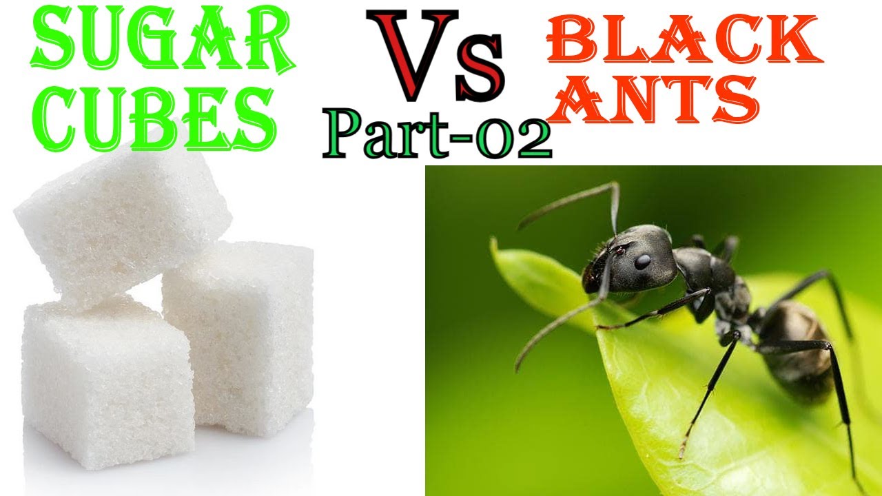 🐜 How Crazy Ants Carry Heavy Loads? 🐜🐜 vs 🧁🧁Ants vs Sugar Cubes Ants