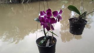 clip. ngắn về bông hoa lan đẹp. screenshot 4