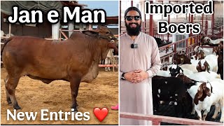 Jan e man Wapis Agae 😍 | Boer Goats Updates ❤️ | AR Maani