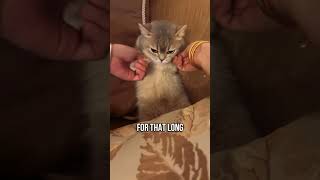 🧠Do cats remember their owners forever😺💕