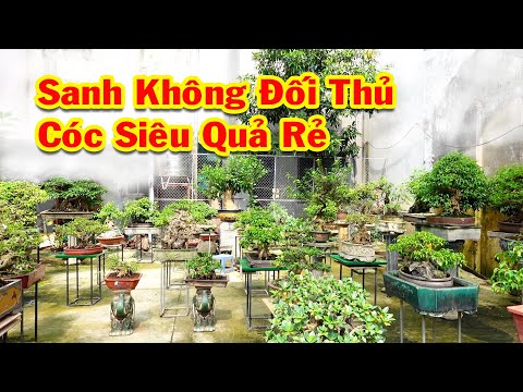 Video Chủ vườn Chốt cây sanh này không có Đối Thủ, cây đẹp... - youtube