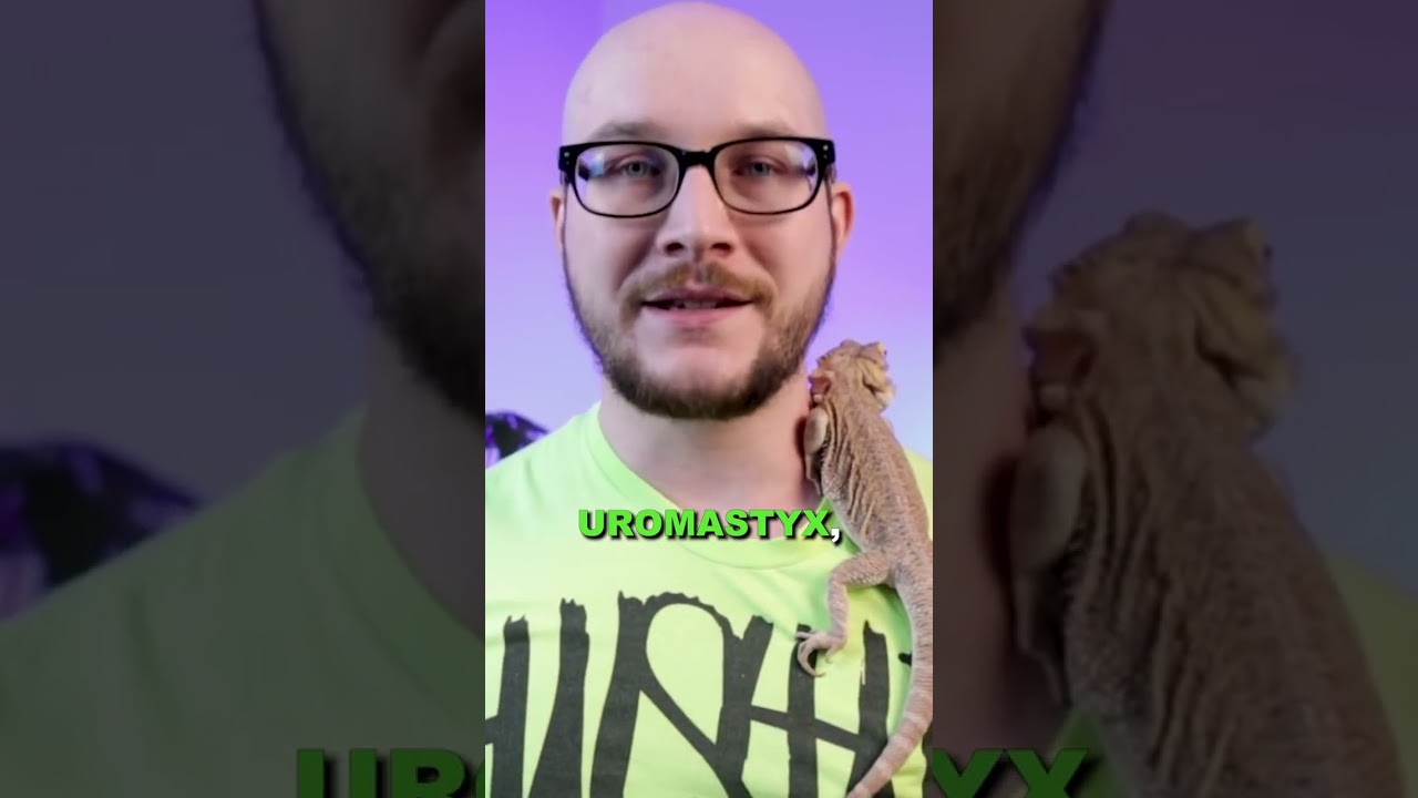 This 2-In-1 Reptile Product Is Actually Better For Your Reptiles