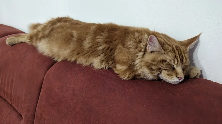 Video 5207061: maine coon purring, purr love