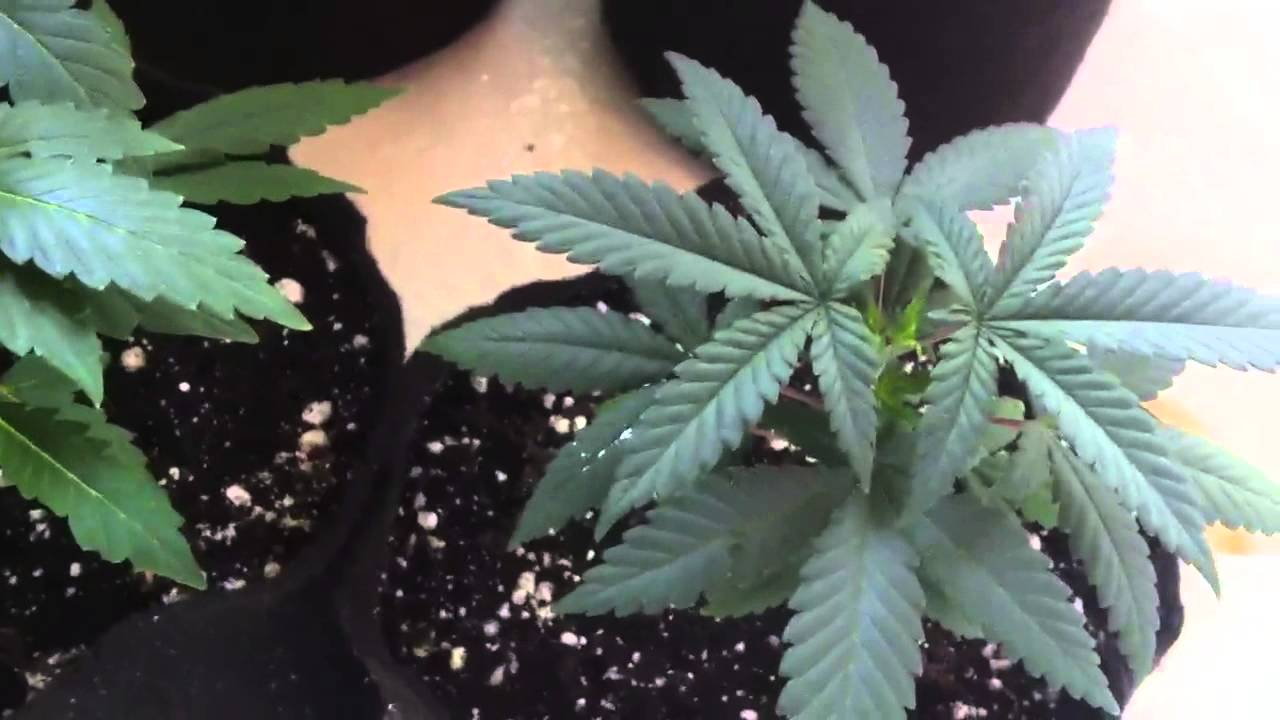 White widow OG 13 and Super Sour OG ep. 2