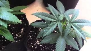 White widow OG 13 and Super Sour OG ep. 2