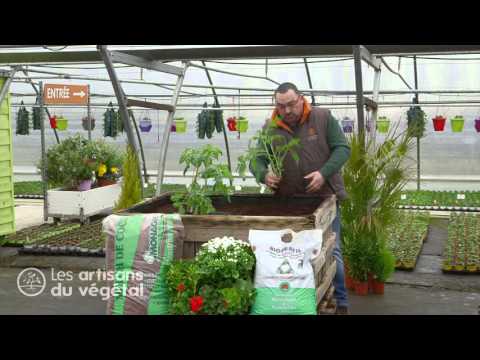Video: 15 Planter, Der Inkluderer Kimplanter I Din Kost