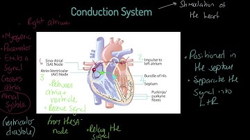 OCR A-level PE - Conduction System