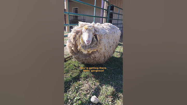 Sheep Leaps For Joy After Getting A Much-Needed Haircut | The Dodo