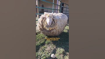 Sheep Leaps For Joy After Getting A Much-Needed Haircut | The Dodo