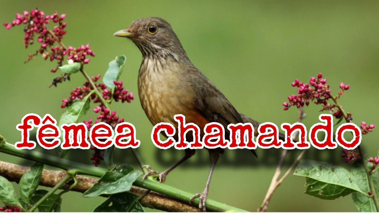 esquente seu sabiá laranjeira - fêmea chamando