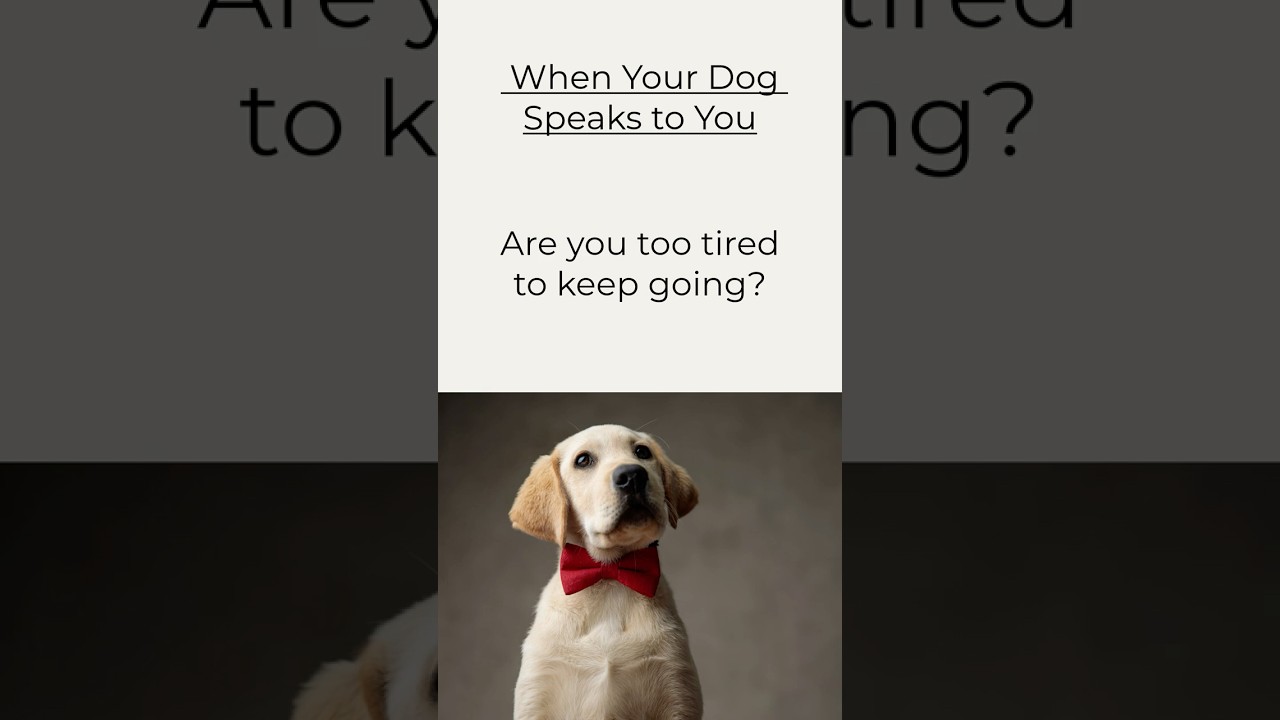 Unspoken Love Story – A Gentle Voice Beside🐾❤️