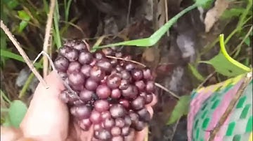 Tác Dụng Của Nho Rừng - Cây Thuốc Chữa Bệnh