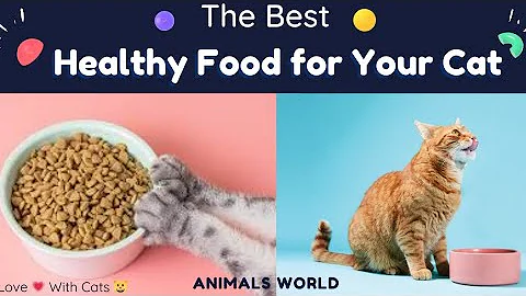 Video 3411371: persian cat food review, best persian cat food, fluffy persian cat, cat feline, quality cat, feline animals