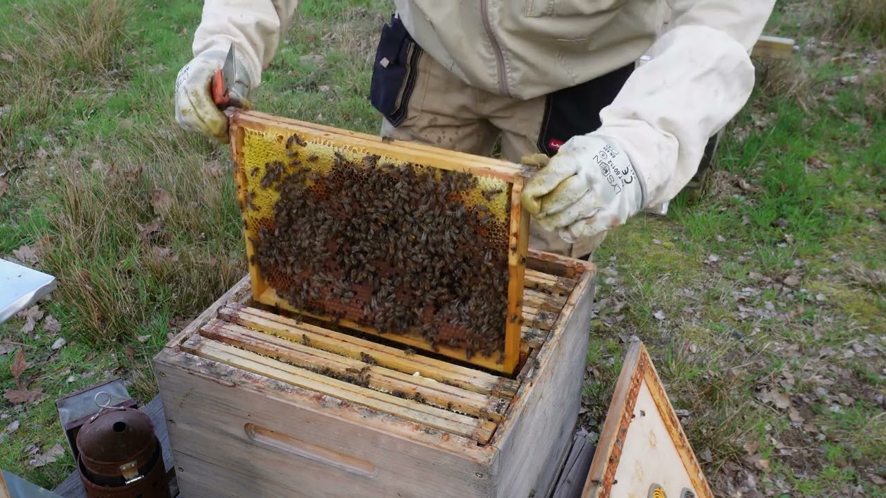 Sprzedaż rodzin pszczelich czyli finanse na pasiece hobbystycznej