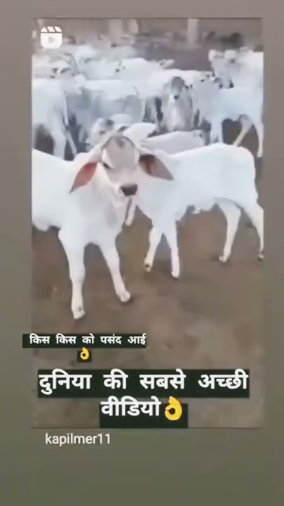 cow-motivation-duniya-ki-sabse-achi-video-youtube
