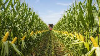 Inside Sweet Corn Farming – Harvesting and Processing at Massive Scale