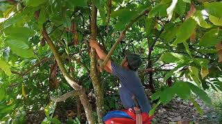 Pemangkasan Pohon kakao 100 persen kakao Berbuah Lebat