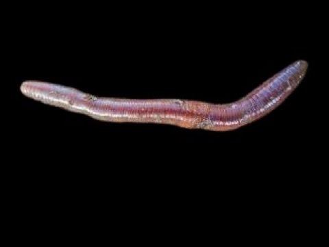 فوائد دودة الارض للنباتات وكيف تقوم دودة الارض بتخصيب التربة وتحسين خواصها والقضاء على جميع الامراض